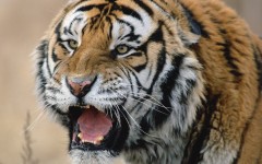 Desktop image. Animals. ID:35742
