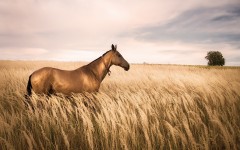Desktop image. Animals. ID:55028