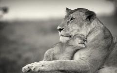 Desktop image. Animals. ID:35744