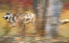 Desktop image. Animals. ID:35745
