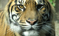 Desktop image. Animals. ID:35746