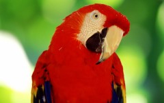 Desktop image. Animals. ID:35747