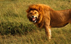 Desktop image. Animals. ID:35748