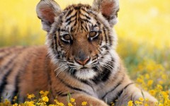 Desktop image. Animals. ID:35749