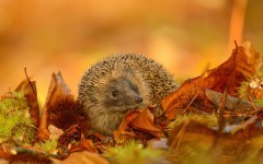 Desktop image. Animals. ID:54997