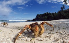 Desktop image. Animals. ID:35752