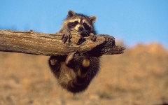 Desktop image. Animals. ID:35753