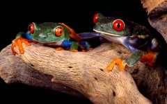 Desktop image. Animals. ID:35754