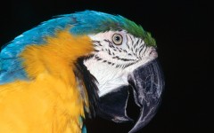Desktop image. Animals. ID:35757