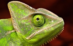 Desktop image. Animals. ID:35758