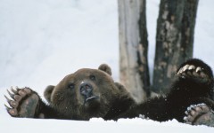 Desktop image. Animals. ID:35759