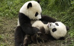 Desktop image. Animals. ID:35761