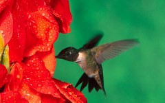 Desktop image. Animals. ID:35762
