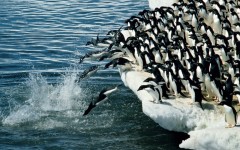 Desktop image. Animals. ID:35763