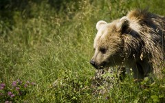 Desktop image. Animals. ID:35765