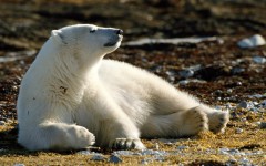 Desktop image. Animals. ID:35766