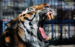 Desktop image. Animals. ID:97445