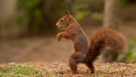 Desktop image. Animals. ID:97562