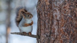 Desktop image. Animals. ID:97469