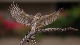 Desktop image. Animals. ID:97372