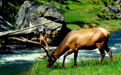 Desktop image. Animals. ID:35774