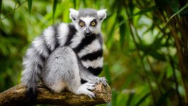 Desktop image. Animals. ID:97074