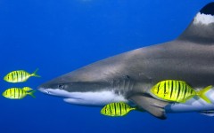 Desktop image. Animals. ID:35776