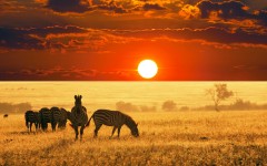 Desktop image. Animals. ID:35778
