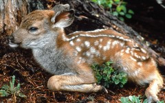 Desktop image. Animals. ID:35779