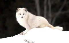 Desktop image. Animals. ID:35780