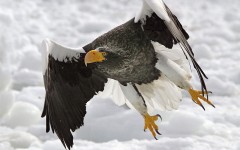 Desktop image. Animals. ID:35781