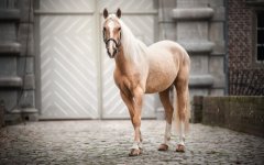 Desktop image. Animals. ID:97333