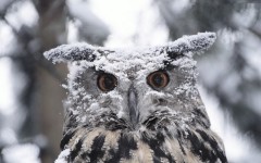 Desktop image. Animals. ID:35783