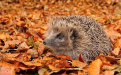 Desktop image. Animals. ID:55324