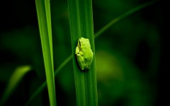 Desktop image. Animals. ID:35786