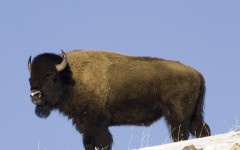 Desktop image. Animals. ID:35788