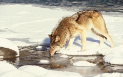 Desktop image. Animals. ID:35789