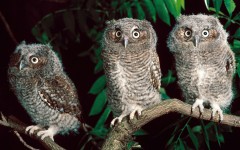 Desktop image. Animals. ID:35790