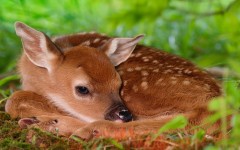 Desktop image. Animals. ID:35791