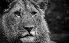 Desktop image. Animals. ID:35792
