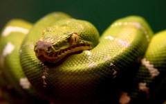 Desktop image. Animals. ID:35793