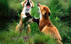 Desktop image. Animals. ID:35794