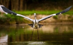 Desktop image. Animals. ID:35795