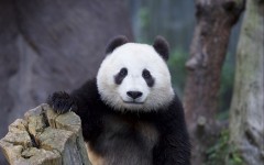 Desktop image. Animals. ID:55288
