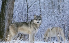 Desktop image. Animals. ID:35797