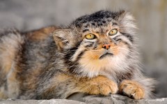 Desktop image. Animals. ID:35798