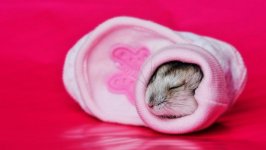 Desktop image. Animals. ID:96875
