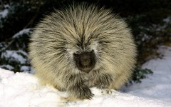 Desktop image. Animals. ID:35800