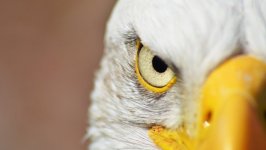 Desktop image. Animals. ID:96997