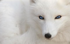 Desktop image. Animals. ID:35802